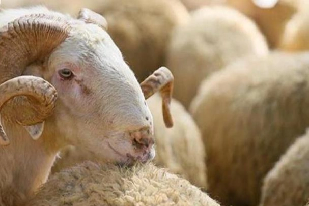 Kurban Alırken Bunlara Dikkat Edin