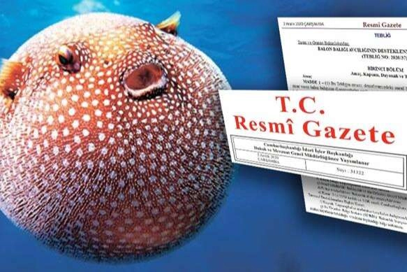 Balon Balığı Avcılığı Destekleri Artırıldı